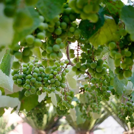 Dimore Di Bacco Σπίτι διακοπών